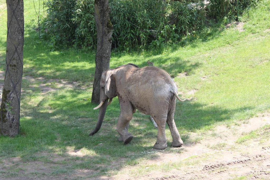 IMG_1409.JPG -  African bush elephant  and a rabbit ( Afrikanischer Elefant  und ein Kaninchen)