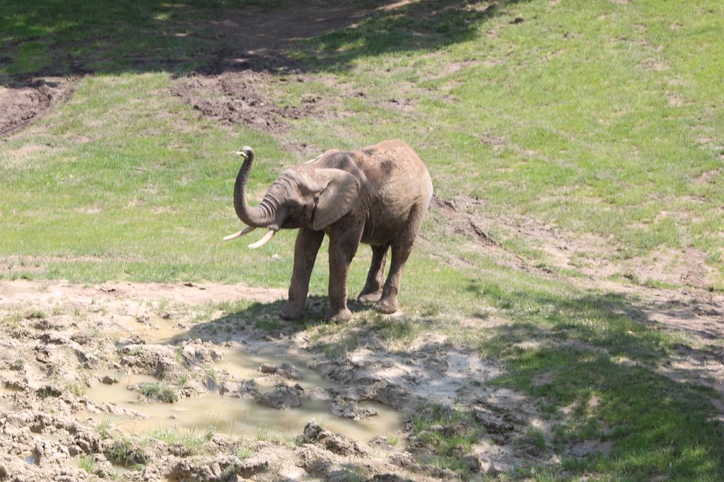 IMG_1411.JPG -  African bush elephant  ( Afrikanischer Elefant )