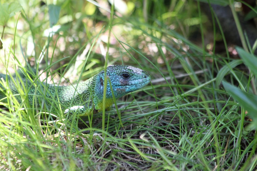 IMG_1426.JPG - Male  Western green lizard  ( Westliche Smaragdeidechse  männlich)