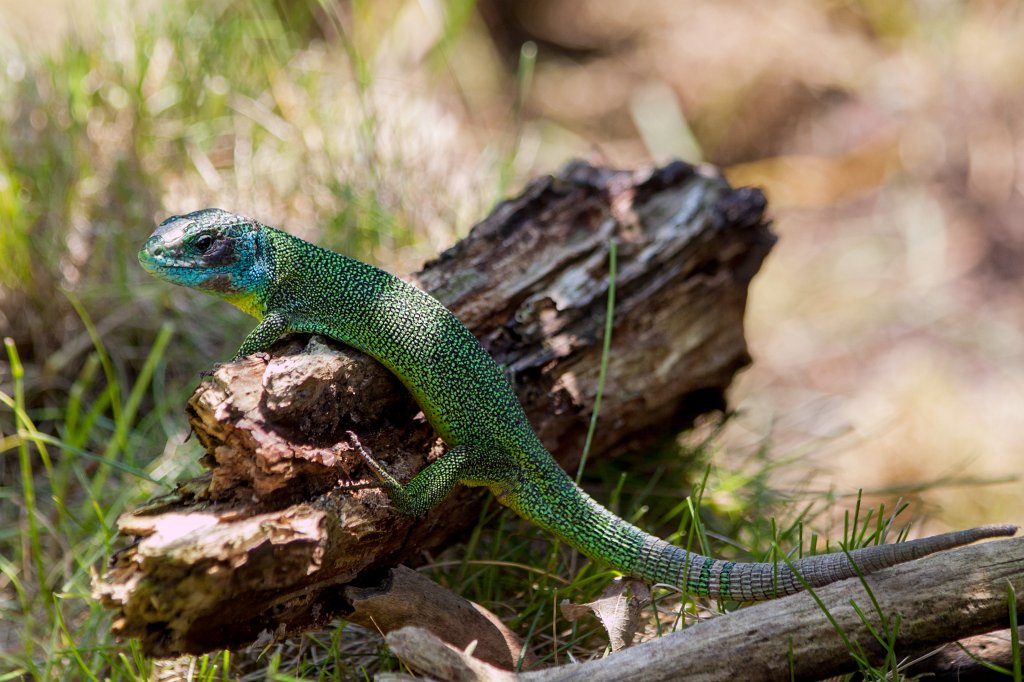 IMG_1451_c.jpg - Male  Western green lizard  ( Westliche Smaragdeidechse  männlich)