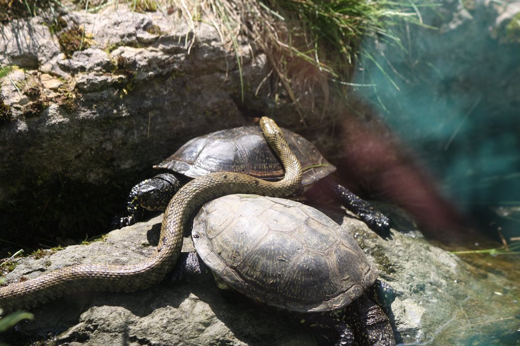 IMG_1458.JPG - Dice snake on turtles (Würfelnatter und Schildkröten)