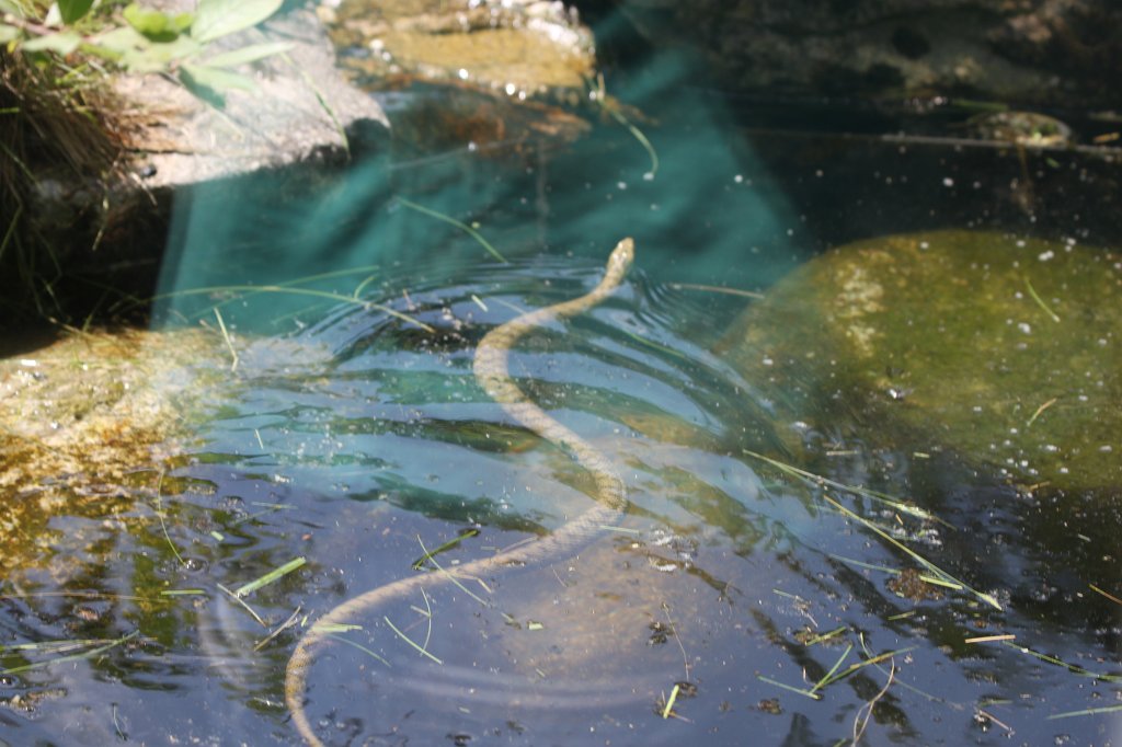 IMG_1459.JPG - Dice snake swimming (Schwimmende Würfelnatter)