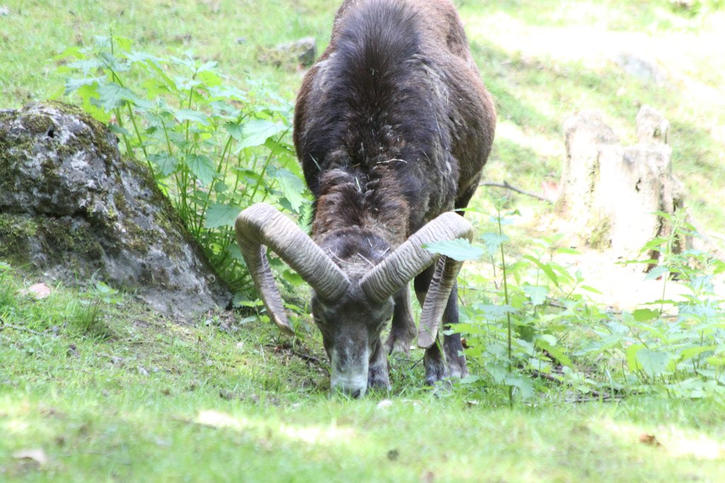 IMG_1471.JPG -  European mouflon  ( Europäischer Mufflon )