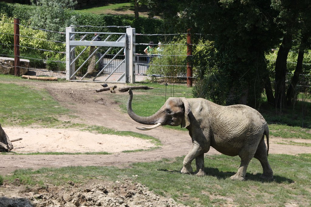 IMG_1506.JPG -  African bush elephant  ( Afrikanischer Elefant )
