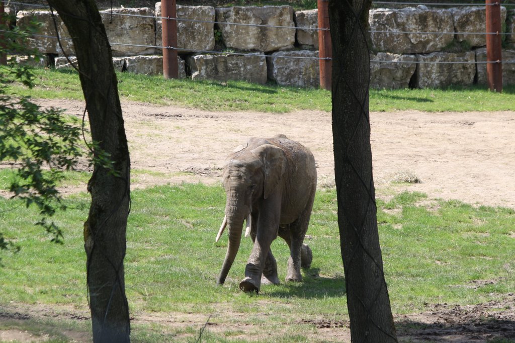 IMG_1510.JPG -  African bush elephant  ( Afrikanischer Elefant )