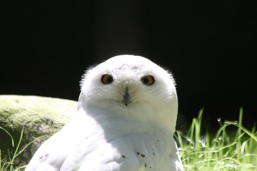 IMG_1538.JPG -  Snowy owl  ( Schnee-Eule )