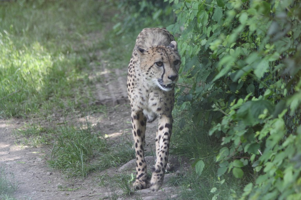 IMG_1582.JPG -  Cheetah  ( Gepard )