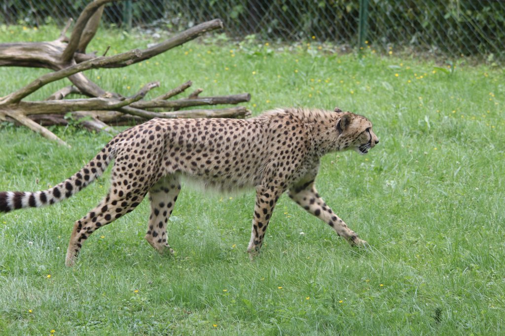 IMG_1594.JPG -  Cheetah  ( Gepard )