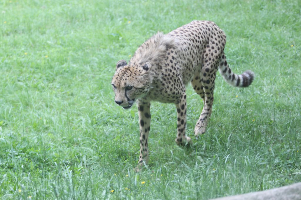 IMG_1600.JPG -  Cheetah  ( Gepard )
