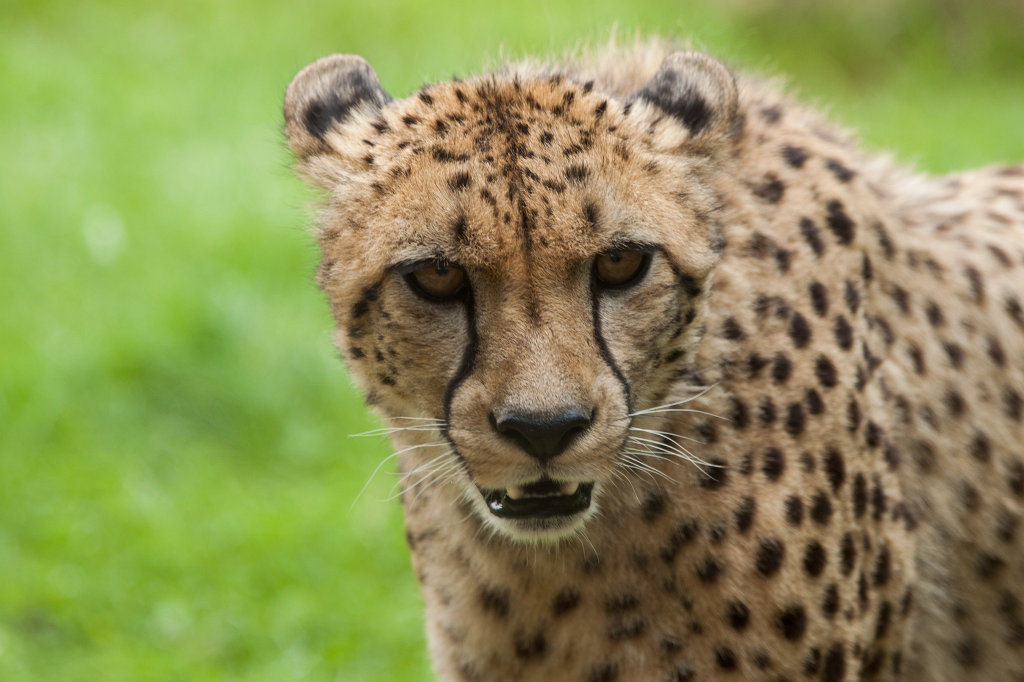 IMG_1601_c.jpg -  Cheetah  ( Gepard )