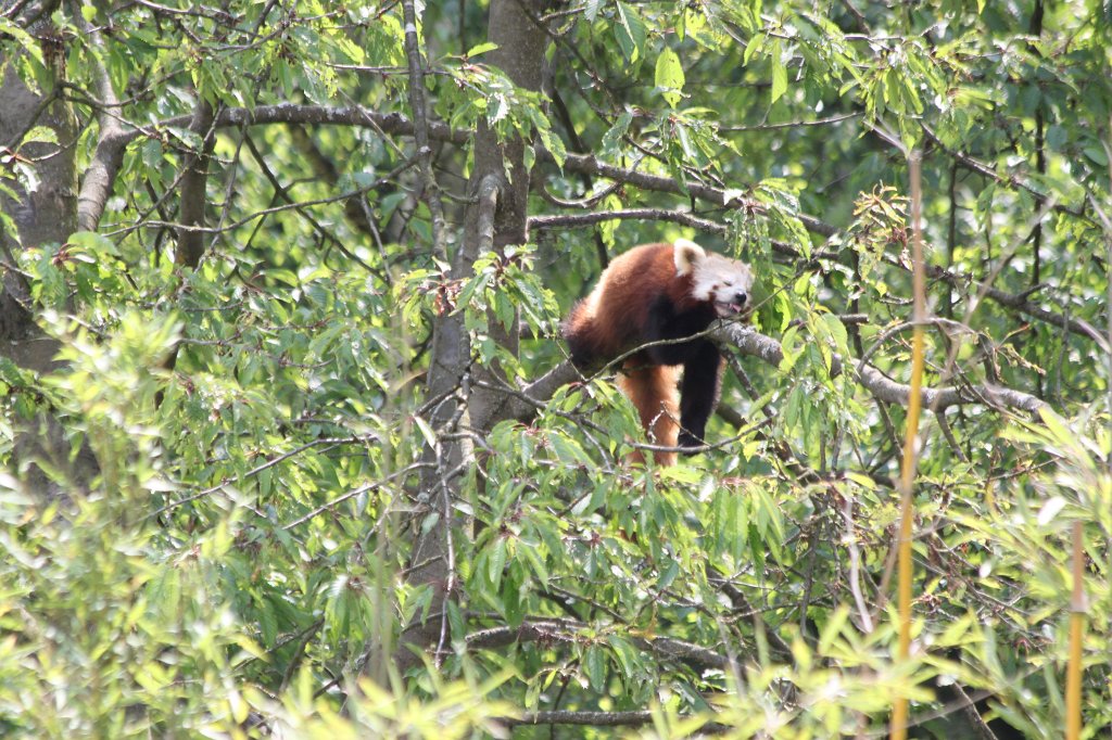 IMG_1620.JPG -  Red panda  ( Kleiner Panda )