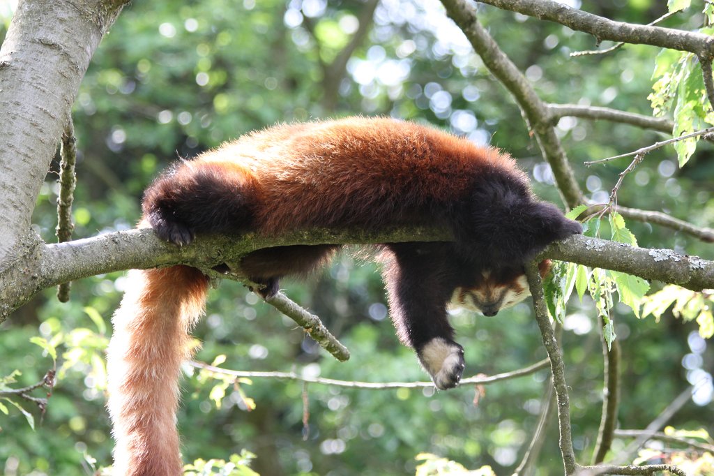 IMG_1622.JPG -  Red panda  ( Kleiner Panda )