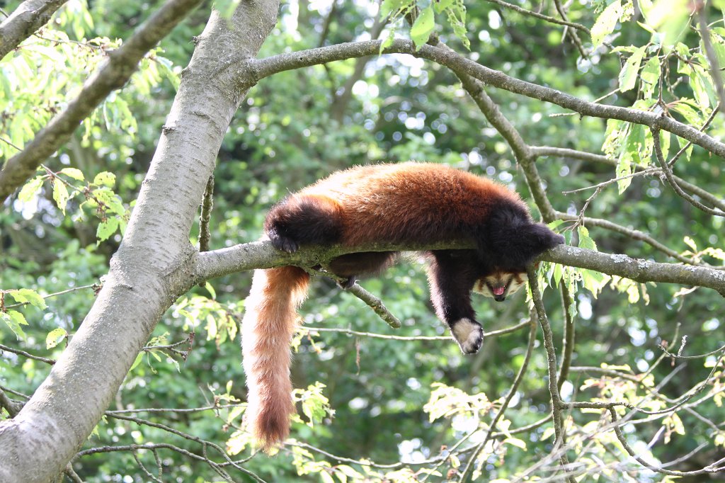 IMG_1624.JPG -  Red panda  ( Kleiner Panda )