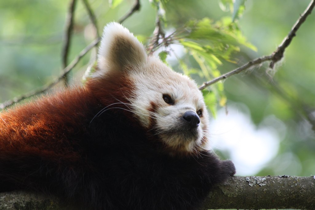 IMG_1632.JPG -  Red panda  ( Kleiner Panda )