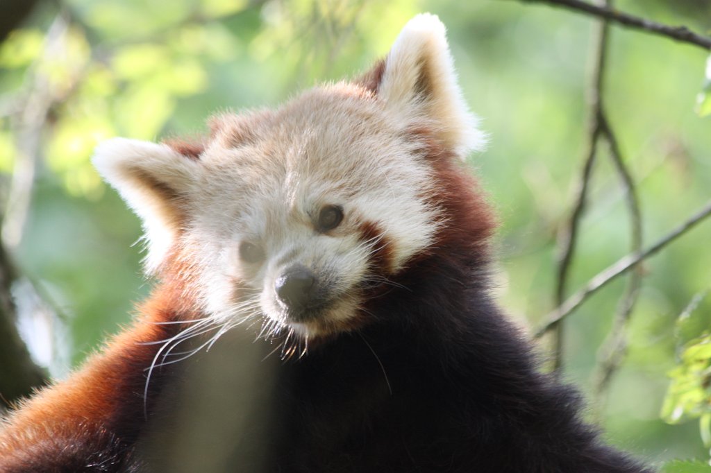 IMG_1635.JPG -  Red panda  ( Kleiner Panda )