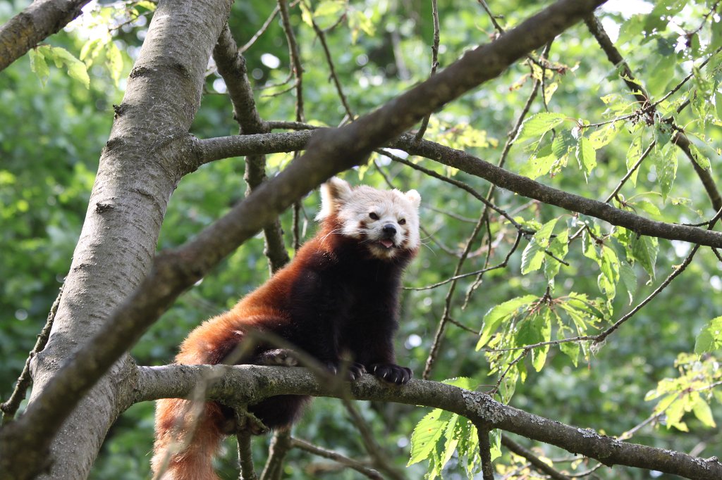 IMG_1637.JPG -  Red panda  ( Kleiner Panda )
