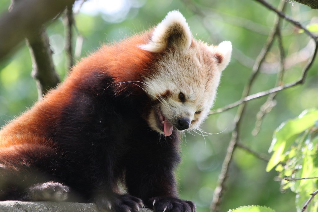 IMG_1638.JPG -  Red panda  ( Kleiner Panda )