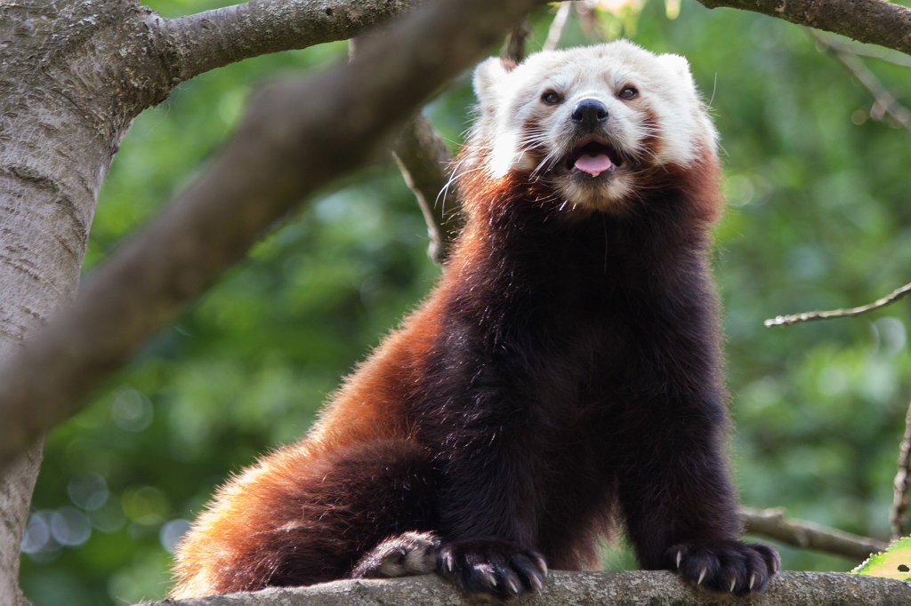 IMG_1645_c.jpg -  Red panda  ( Kleiner Panda )