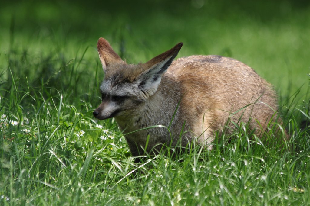 IMG_1654.JPG -  Bat-eared fox  ( Löffelhund )