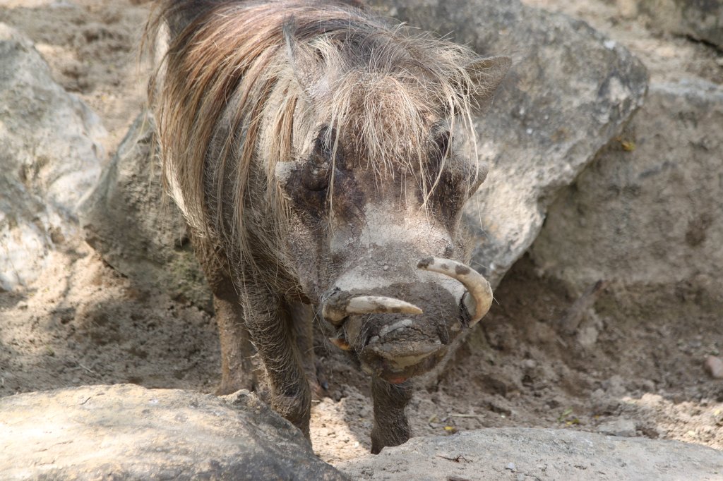 IMG_1660.JPG -  Common warthog  ( Warzenschwein )