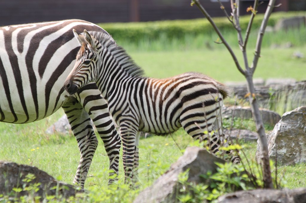 IMG_1688.JPG - One week old  grant's zebra  foal with mother (Ein eine Woche altes  Böhmzebra fohlen mit Mutter)
