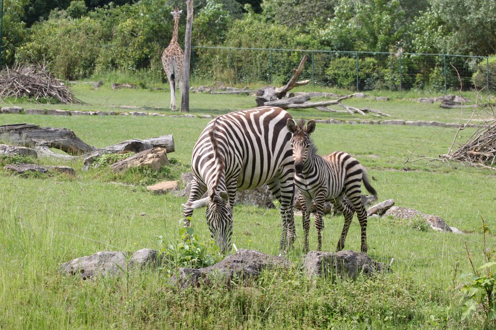 IMG_1694.JPG - One week old  grant's zebra  foal with mother (Ein eine Woche altes  Böhmzebra fohlen mit Mutter)