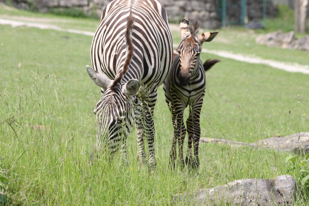 IMG_1699.JPG - One week old  grant's zebra  foal with mother (Ein eine Woche altes  Böhmzebra fohlen mit Mutter)