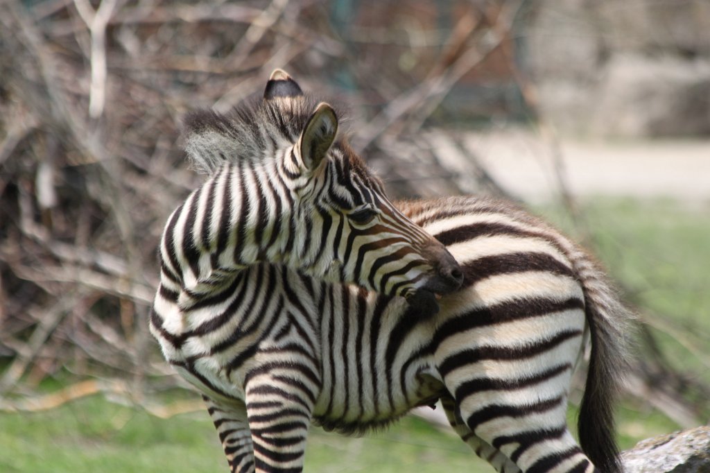 IMG_1709.JPG - One week old  grant's zebra  foal (Ein eine Woche altes  Böhmzebra fohlen)