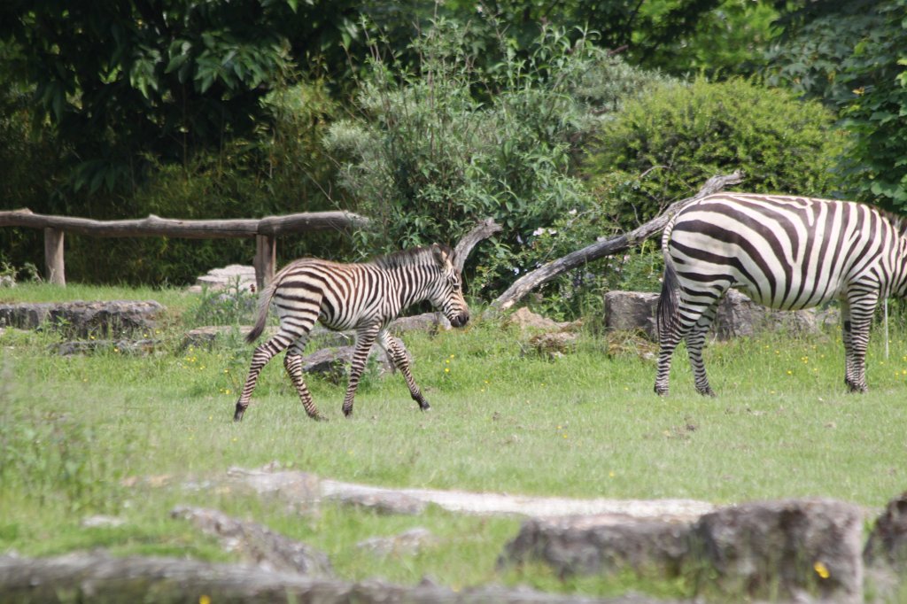 IMG_1728.JPG - One week old  grant's zebra  foal with mother (Ein eine Woche altes  Böhmzebra fohlen mit Mutter)