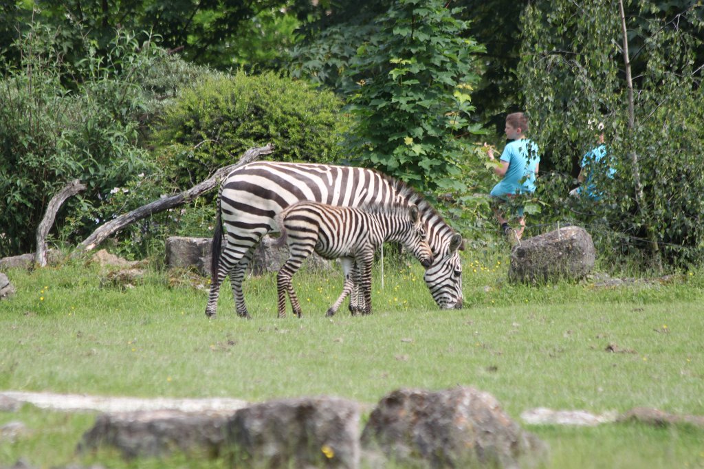 IMG_1730.JPG - One week old  grant's zebra  foal with mother (Ein eine Woche altes  Böhmzebra fohlen mit Mutter)