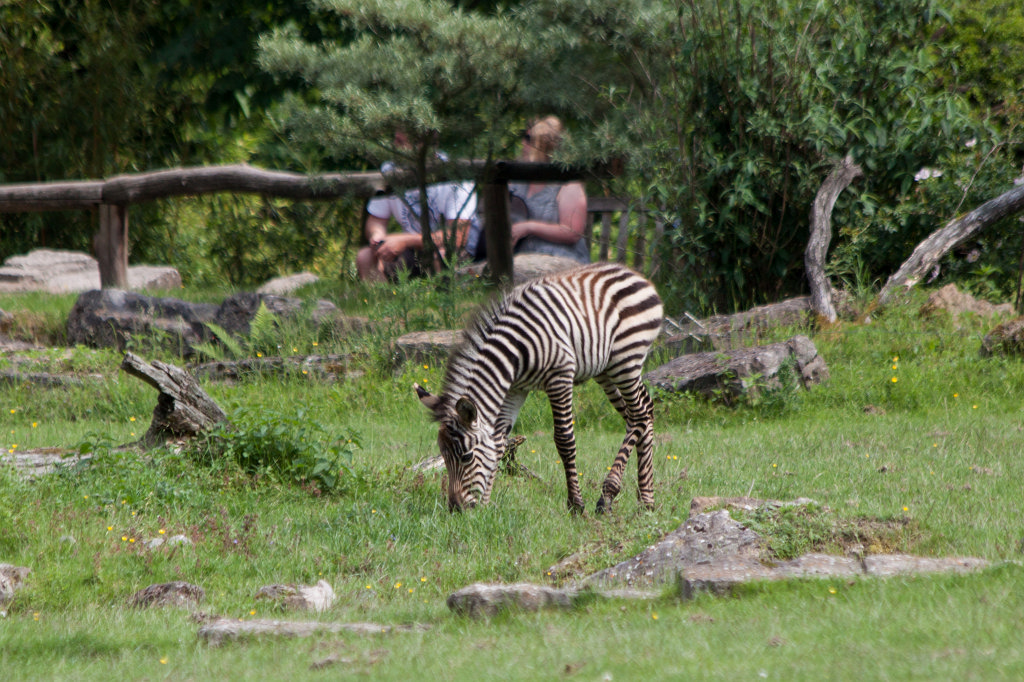 IMG_1732_c.jpg - One week old  grant's zebra  foal (Ein eine Woche altes  Böhmzebra fohlen)