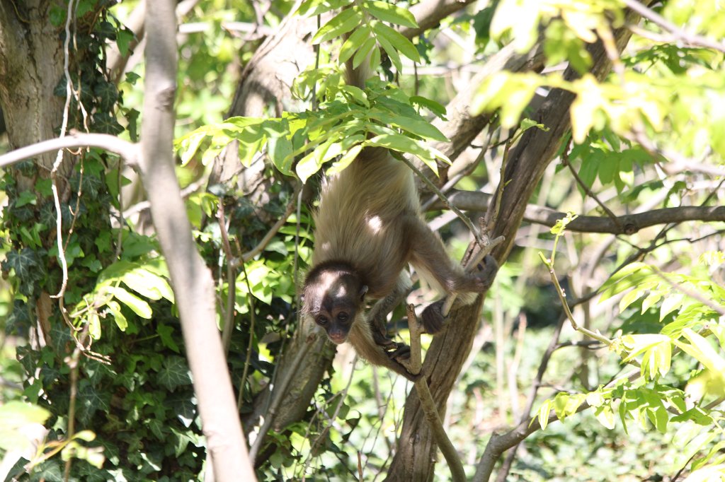 IMG_9348.JPG -  Brown spider monkey  ( Brauner Klammeraffe )