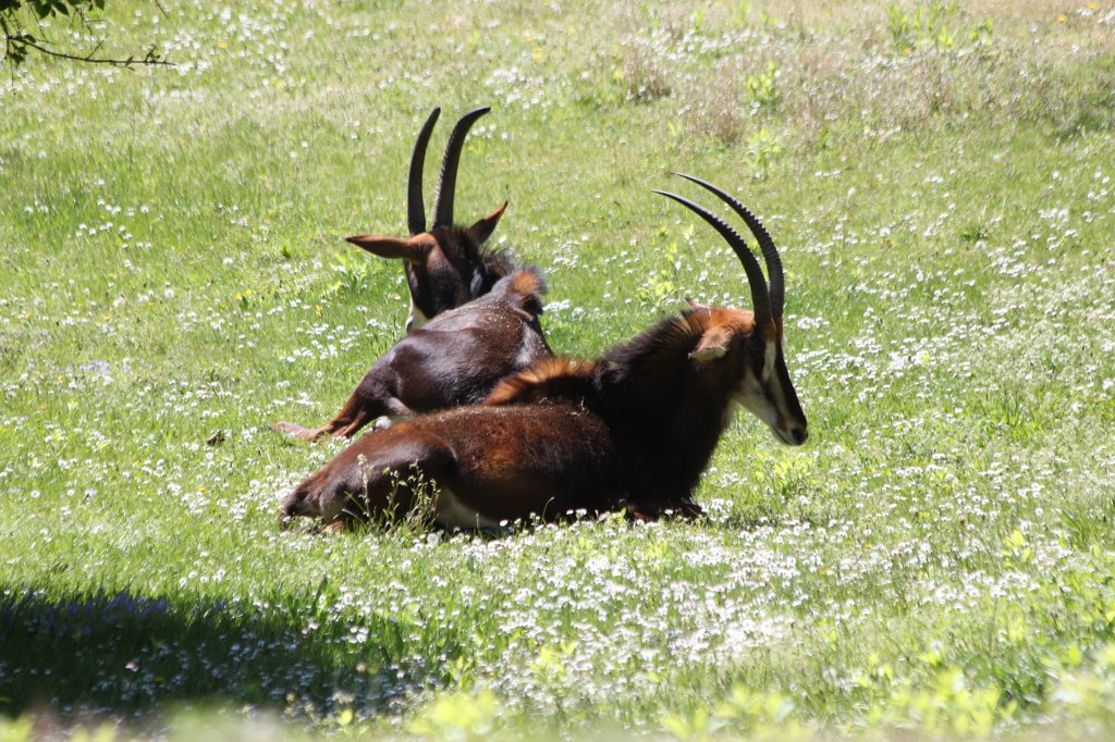 IMG_9368.JPG -  Sable antelope  ( Rappenantilope )