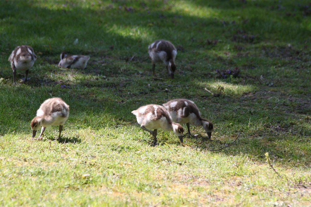 IMG_9499.JPG -  Egyptian goose  goslings ( Nilgansküken )