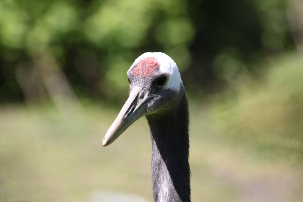 IMG_9510.JPG -  Red-crowned crane  ( Mandschurenkranich )