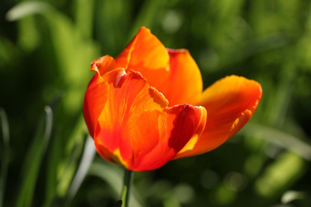 IMG_9536.JPG -  Tulip  ( Tulpe )
