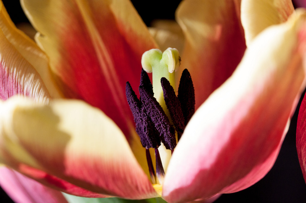 IMG_9554_c.jpg -  Tulip  ( Tulpe )