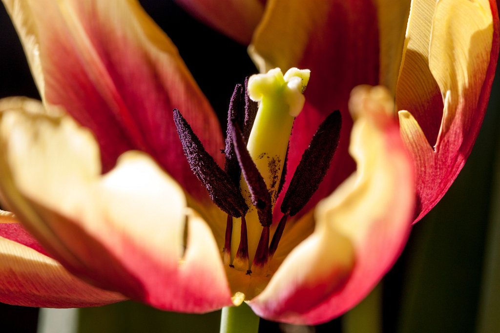 IMG_9572_c.jpg -  Tulip  ( Tulpe )