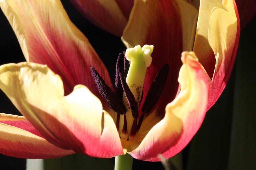 IMG_9573.JPG -  Tulip  ( Tulpe )