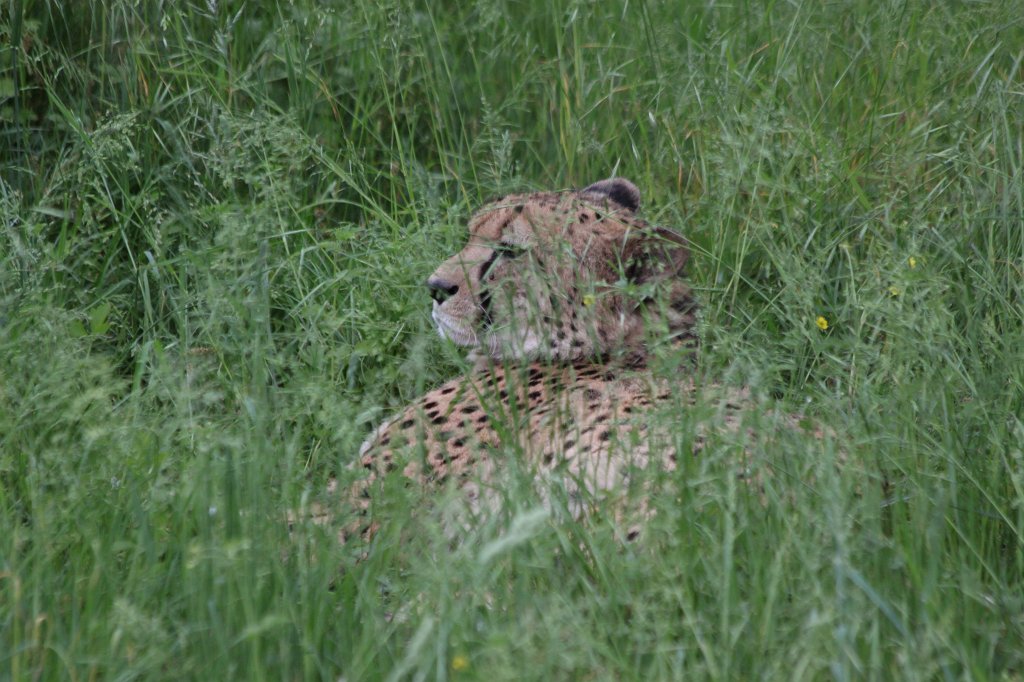 IMG_9902.JPG -  Cheetah  ( Gepard )