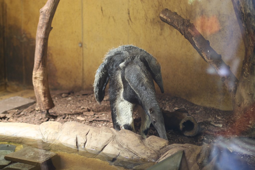 IMG_9953.JPG -  Giant anteater  ( Großer Ameisenbär )