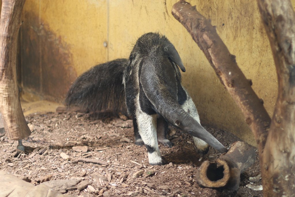 IMG_9959.JPG -  Giant anteater  ( Großer Ameisenbär )