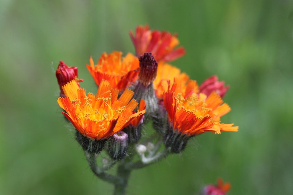 IMG_1837.JPG -  Orange hawkweed  ( Orangerotes Habichtskraut )
