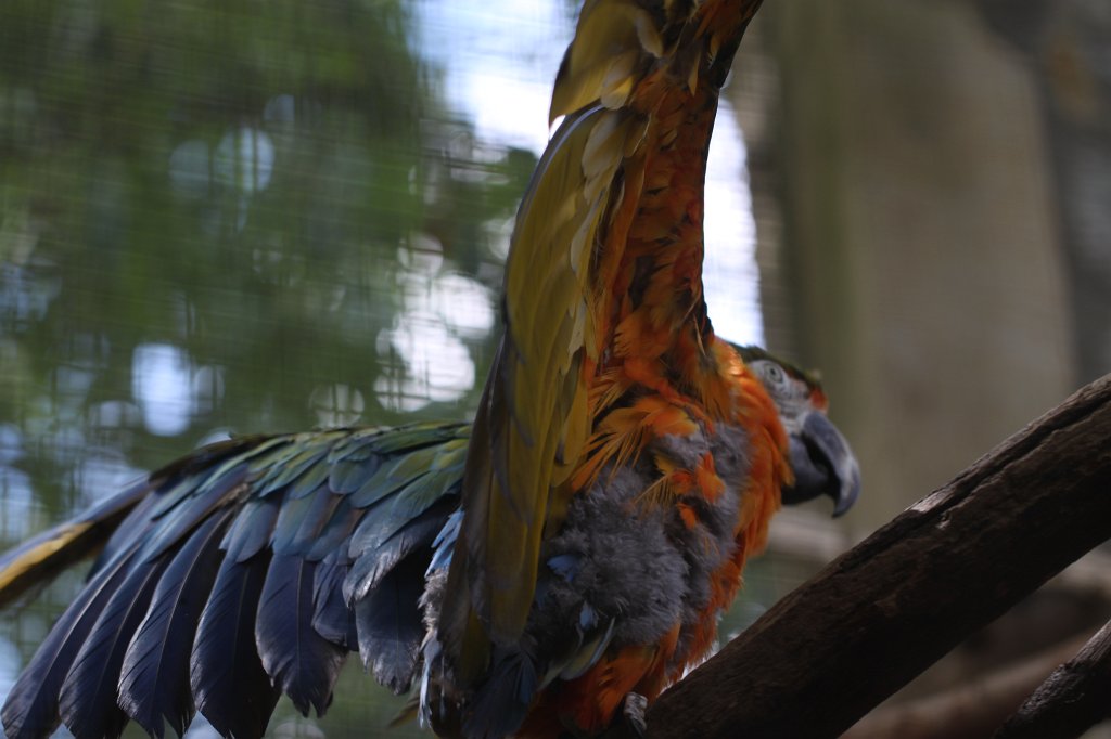 IMG_2539.JPG -  Red-and-green macaw  ( Grünflügelara )