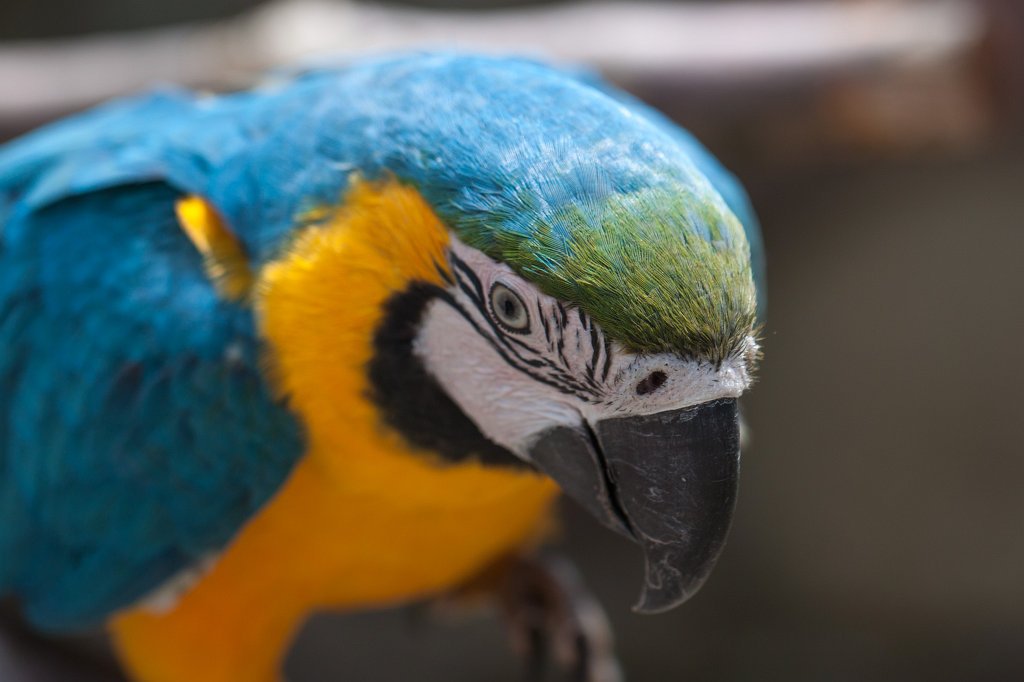 IMG_2544_c.jpg -  Blue-and-yellow macaw  ( Gelbbrustara )