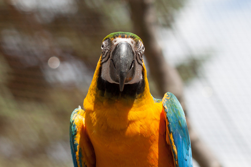IMG_2585_c.jpg -  Blue-and-yellow macaw  ( Gelbbrustara )
