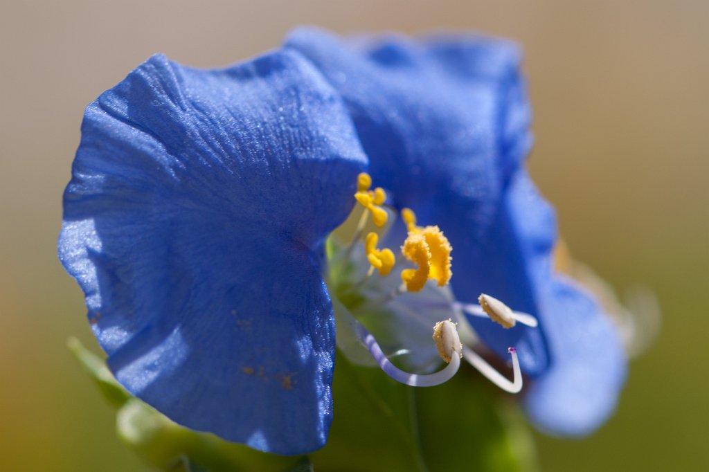 IMG_2739_c.jpg - Blue flower