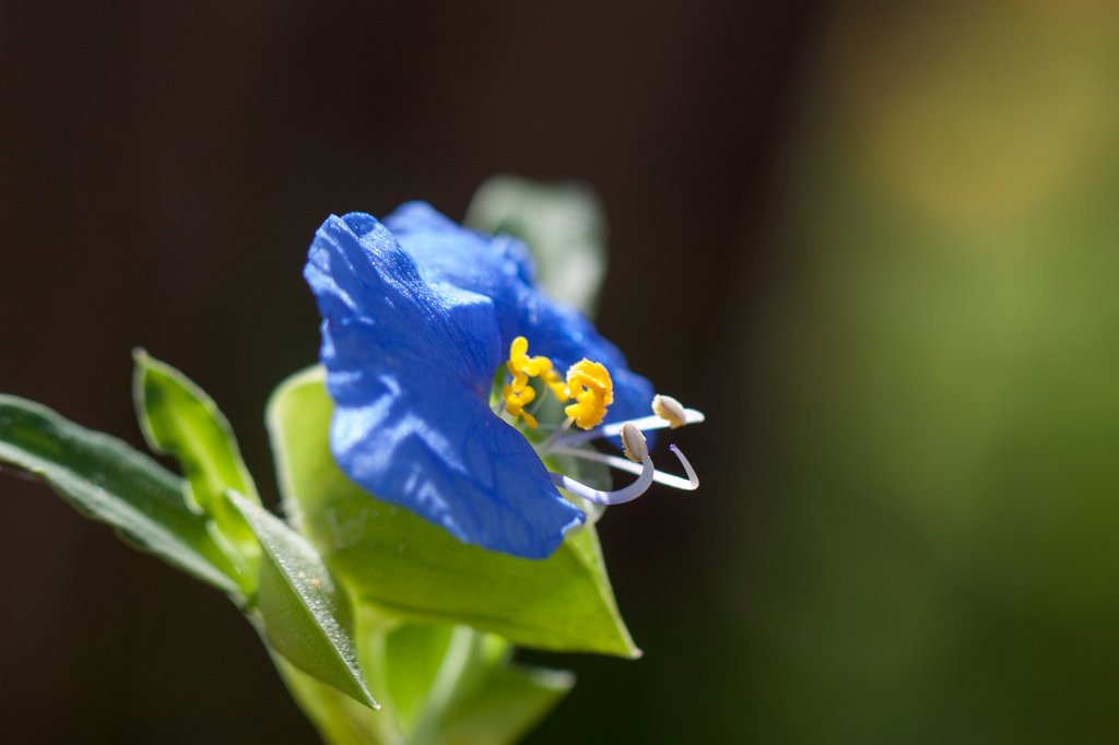IMG_2741_c.jpg - Blue flower