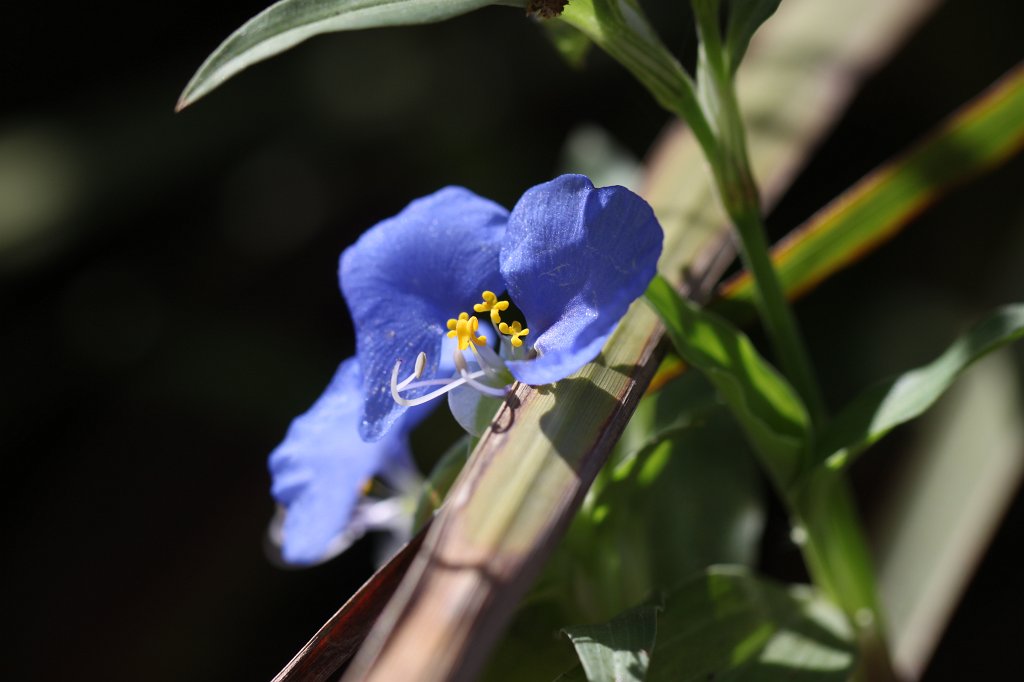 IMG_3355.JPG - Blue flower