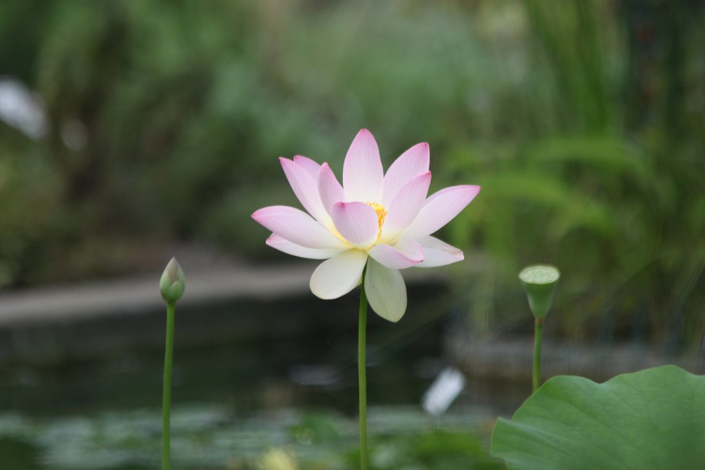 IMG_3935.JPG -  Lotus Flower  ( Lotosblume )